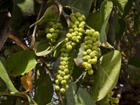 Coccoloba uvifera