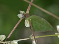 Fallopia convolvulus