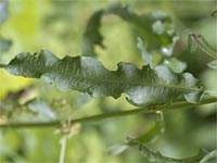 Rumex crispus