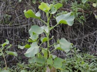 Rumex lunaria