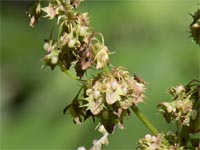 Rumex obtusifolius