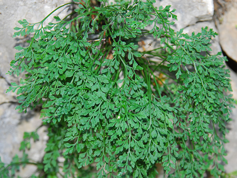 Asplenium ruta-muraria