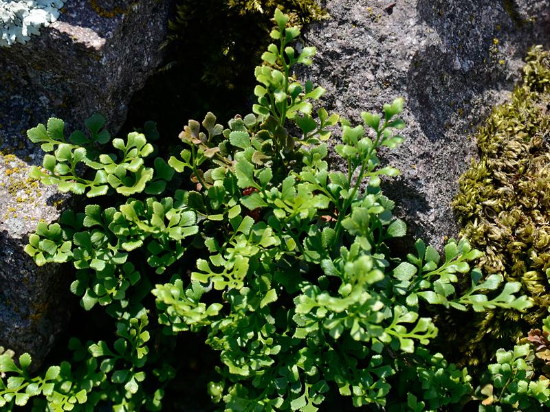 Asplenium ruta-muraria