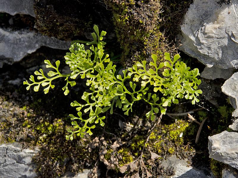 Asplenium ruta-muraria