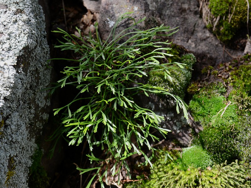 Asplenium septentrionale