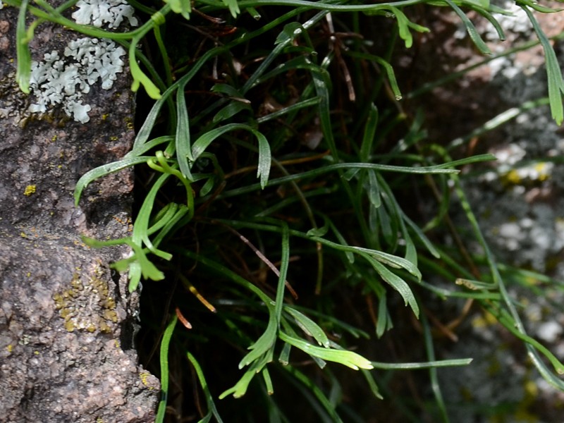 Asplenium septentrionale