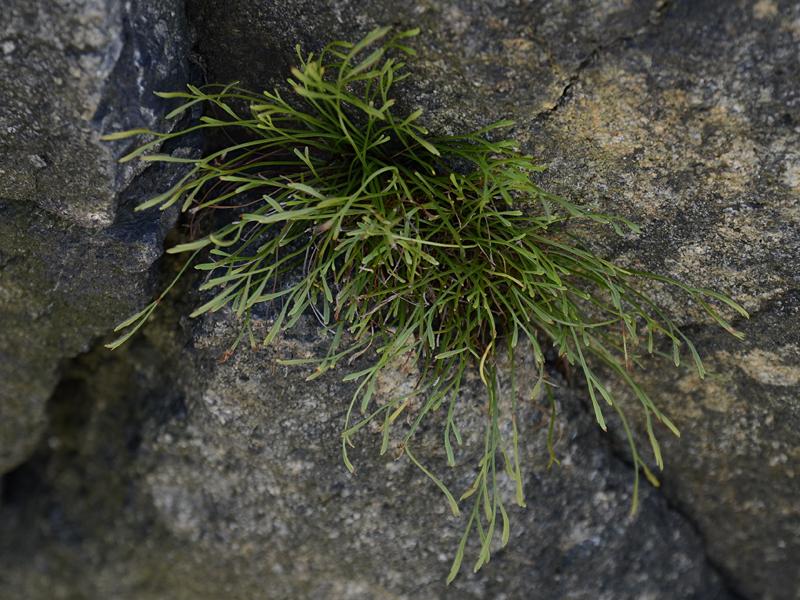 Asplenium septentrionale