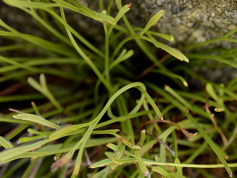 Asplenium septentrionale