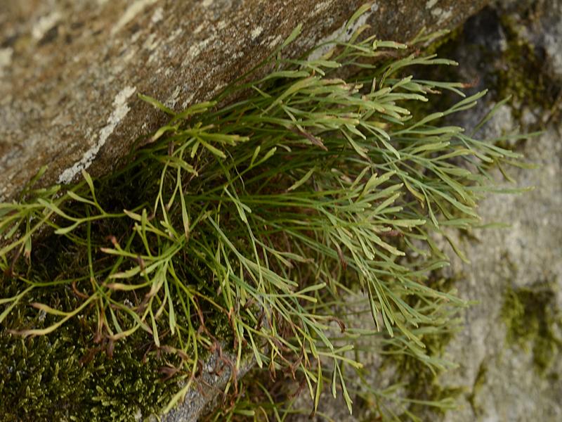 Asplenium septentrionale