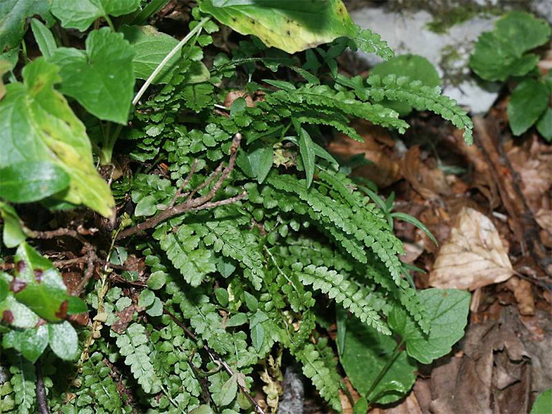 Asplenium viride