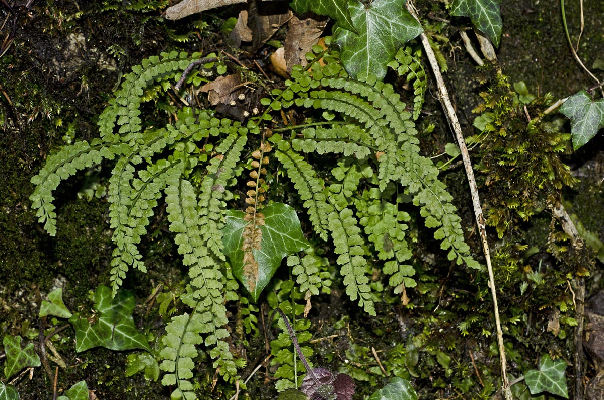 Asplenium viride