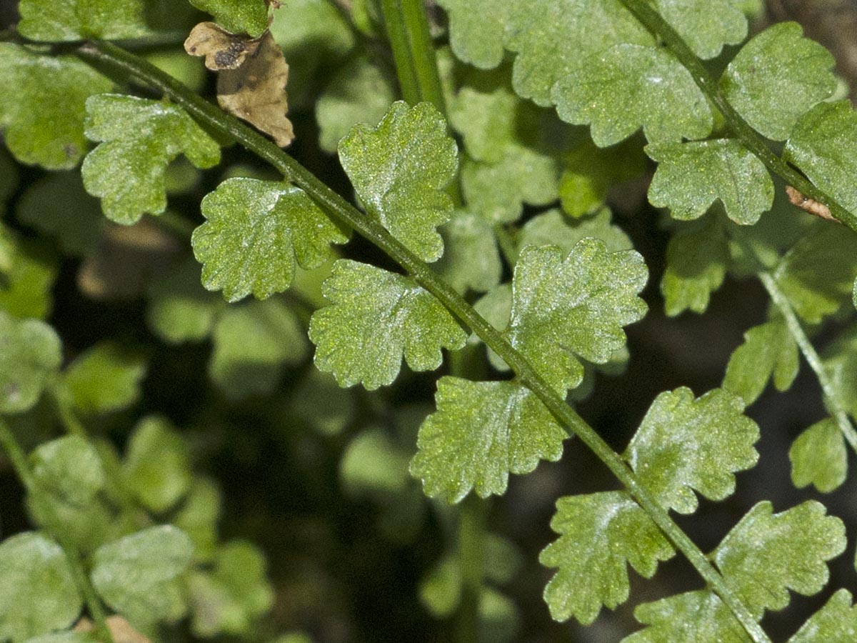 Asplenium viride