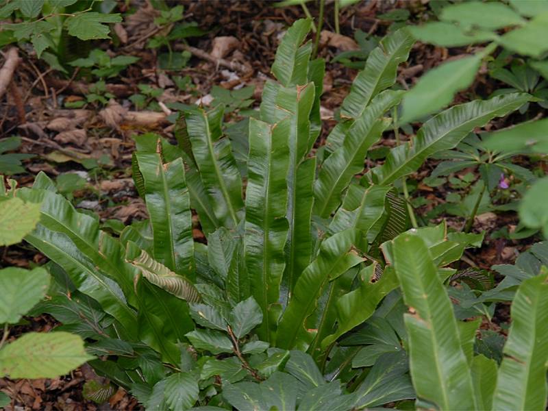 Phyllitis scolopendrium