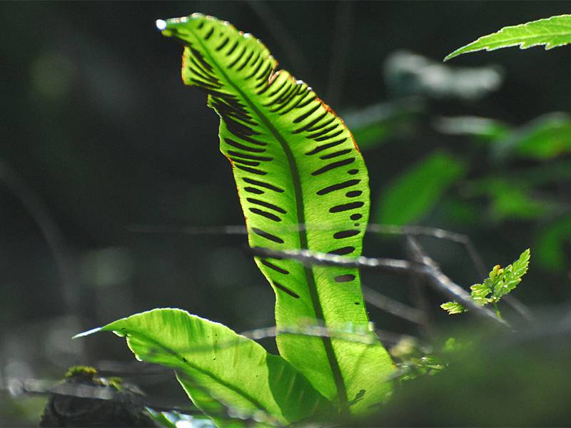 Phyllitis scolopendrium