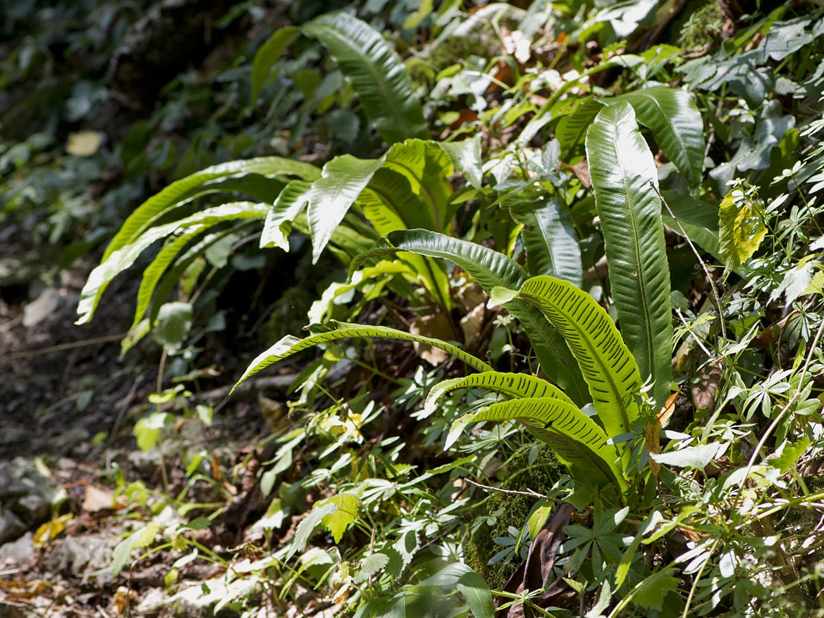 Phyllitis scolopendrium