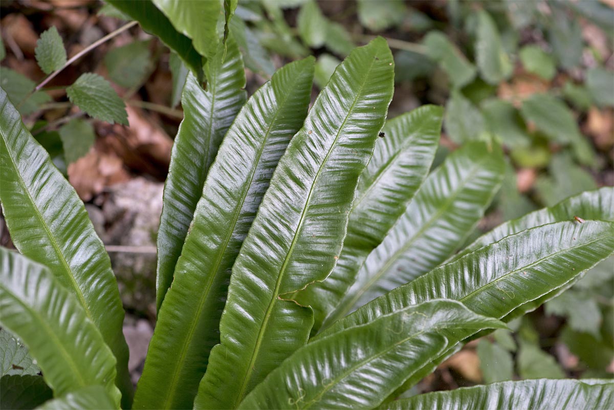 Phyllitis scolopendrium