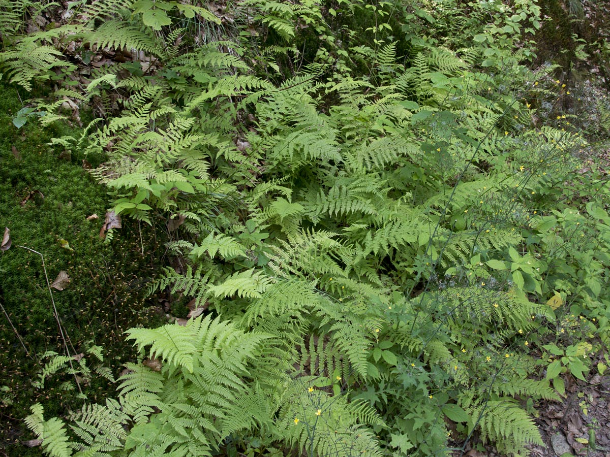 Thelypteris limbosperma