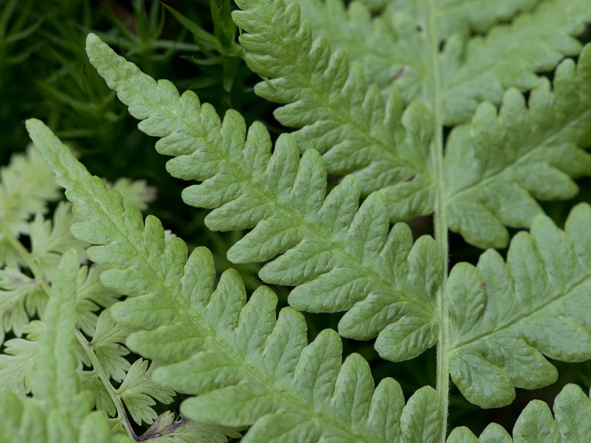 Thelypteris limbosperma