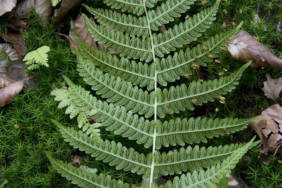 Thelypteris limbosperma