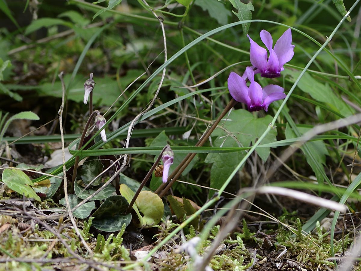 Cyclamen purpurascens