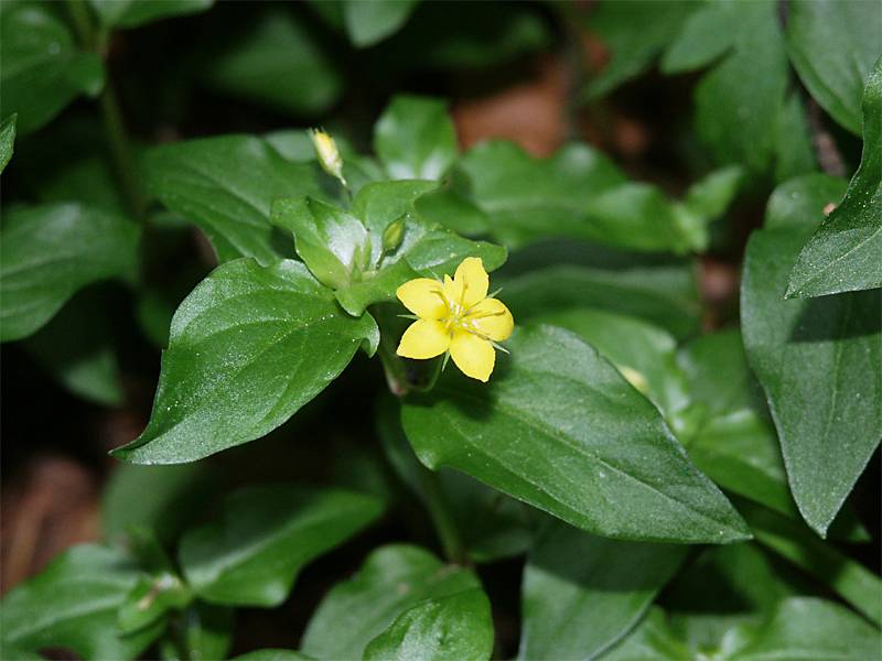 Lysimachia nemorum