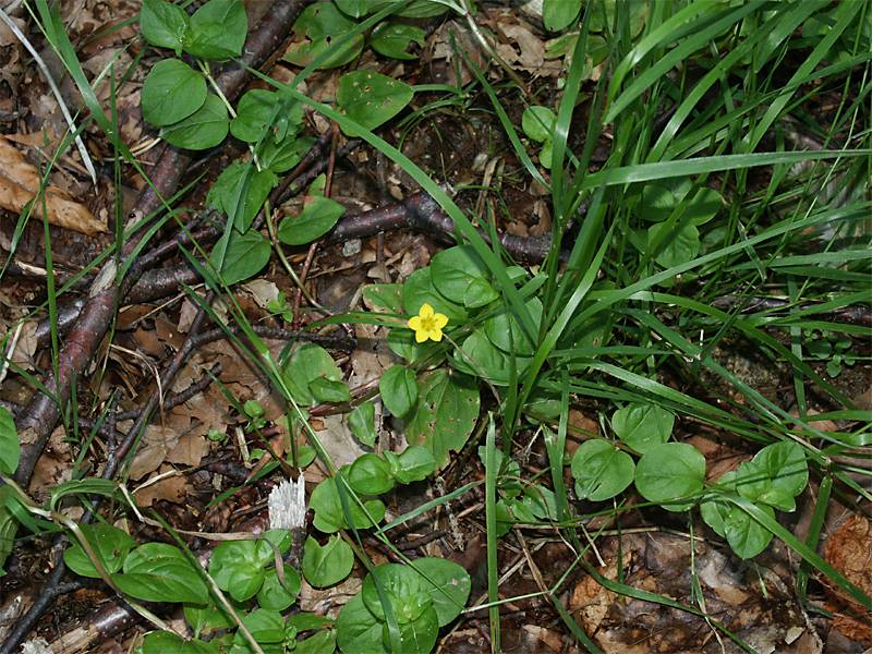 Lysimachia nummularia