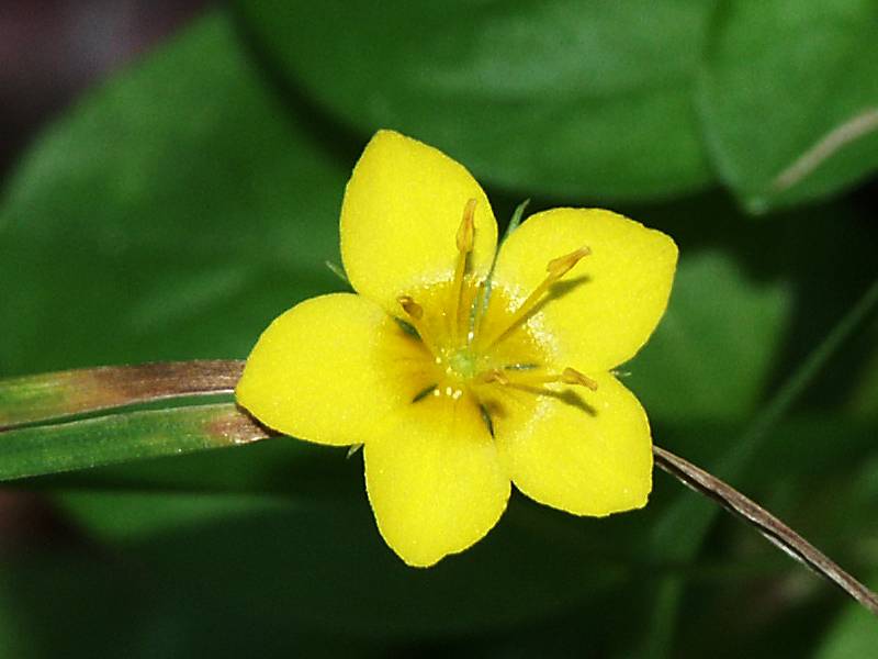 Lysimachia nummularia