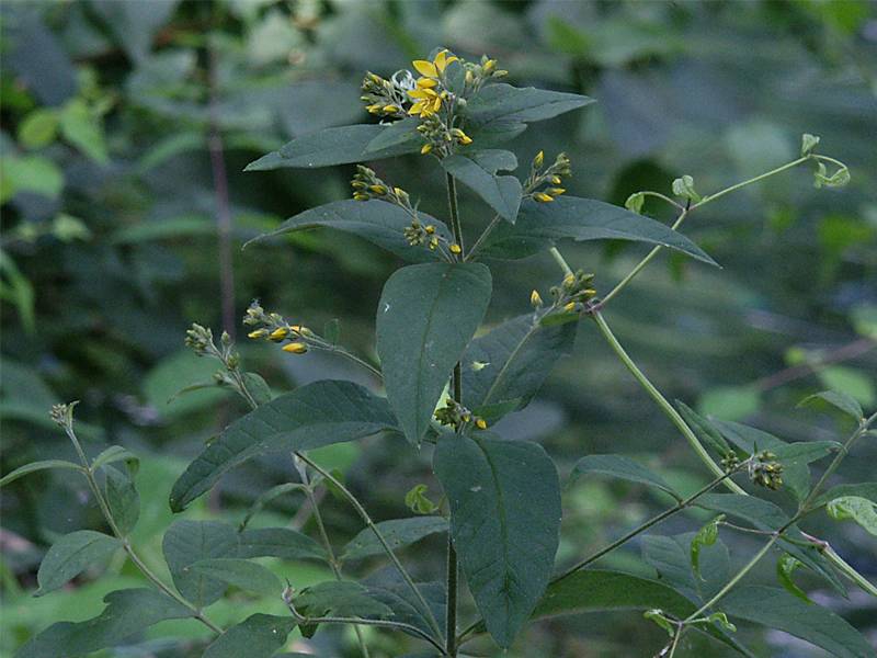 Lysimachia vulgaris