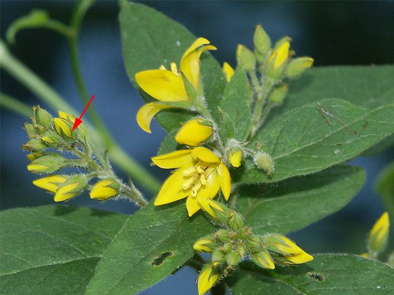 Lysimachia vulgaris