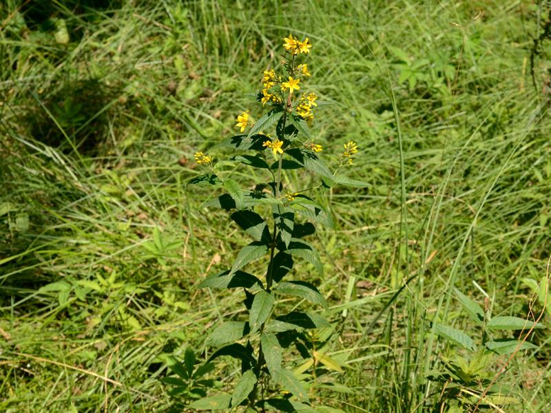 Lysimachia vulgaris