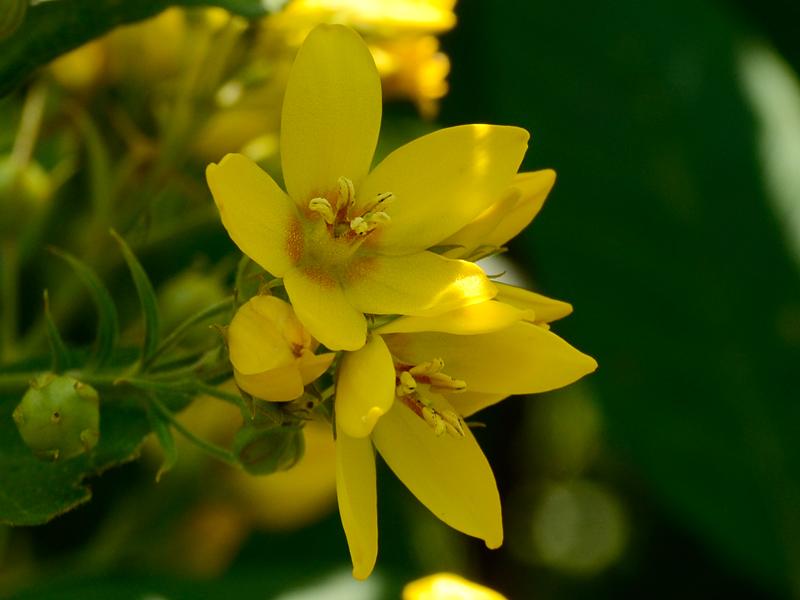 Lysimachia vulgaris