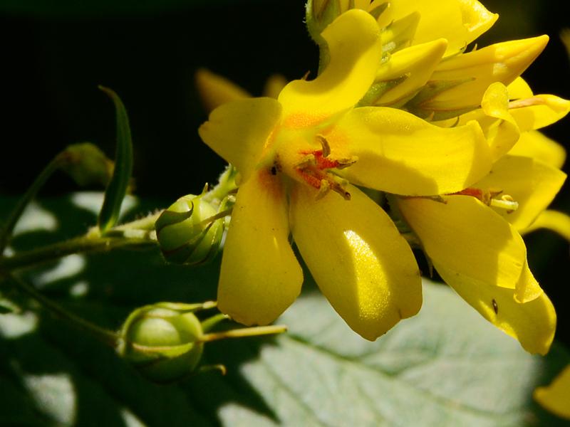 Lysimachia vulgaris