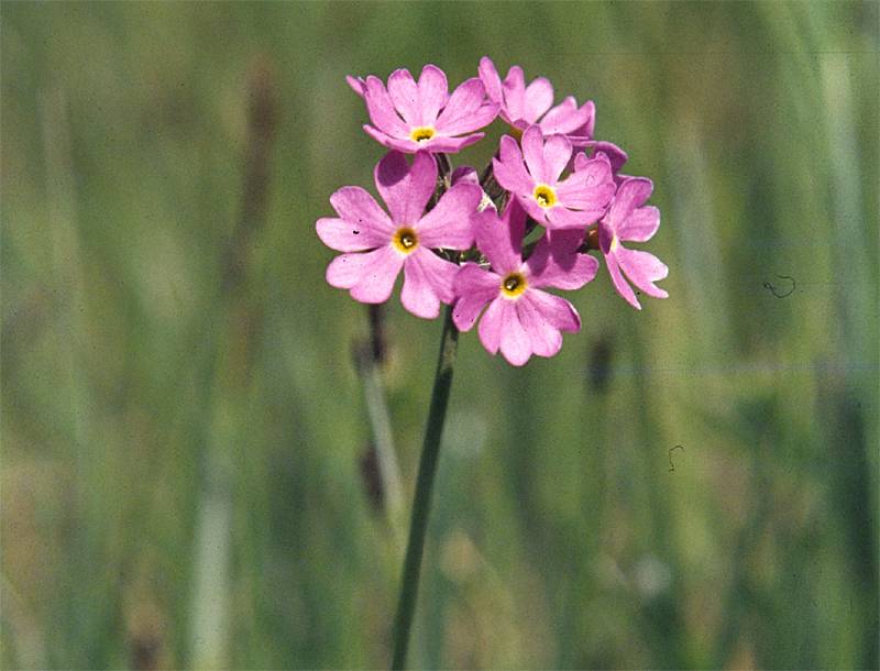 Primula farinosa