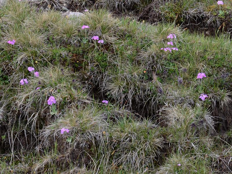 Primula farinosa