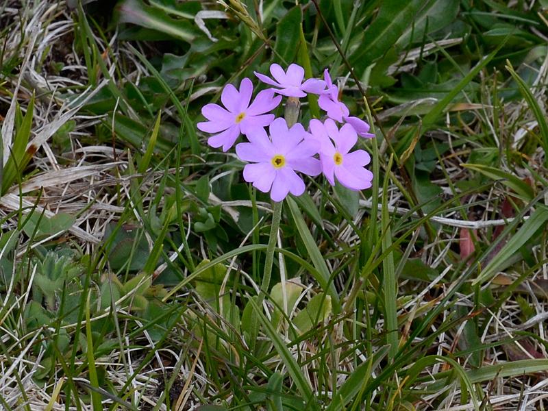 Primula farinosa