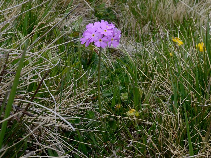 Primula farinosa