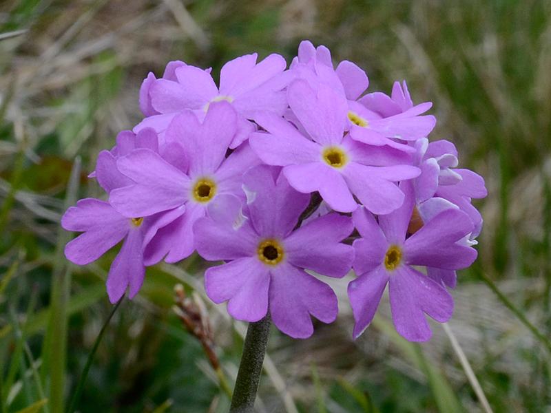 Primula farinosa