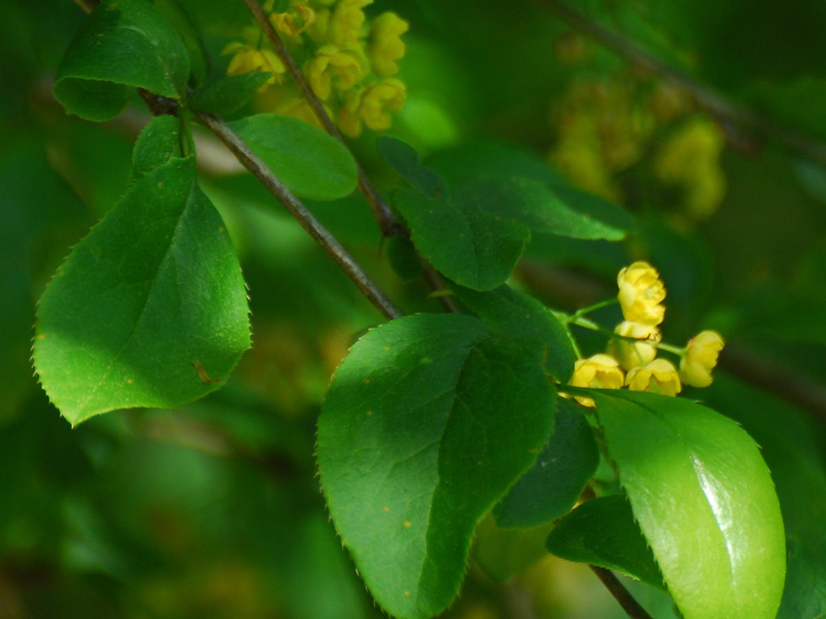 Berberis vulgaris