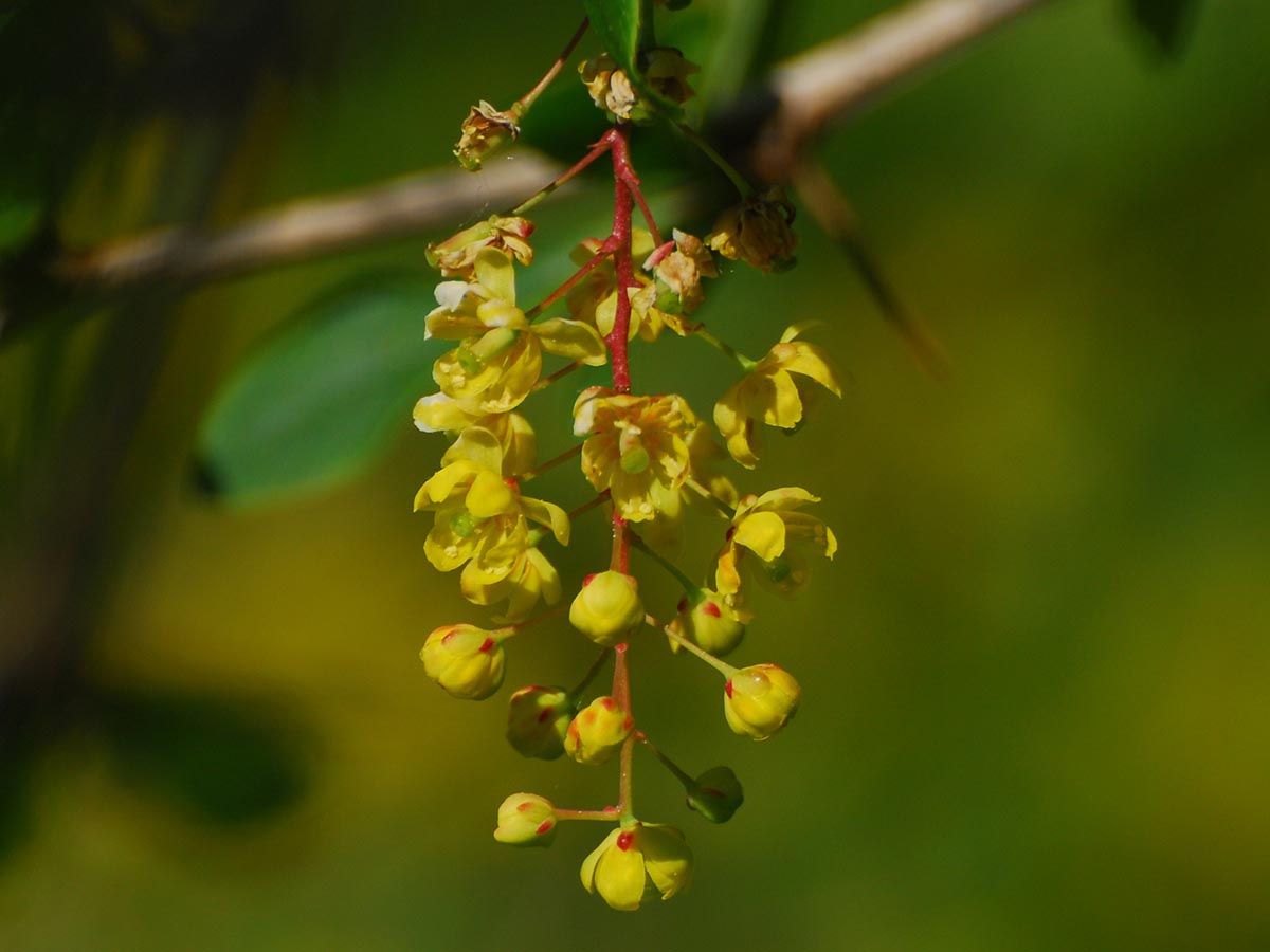 Berberis vulgaris