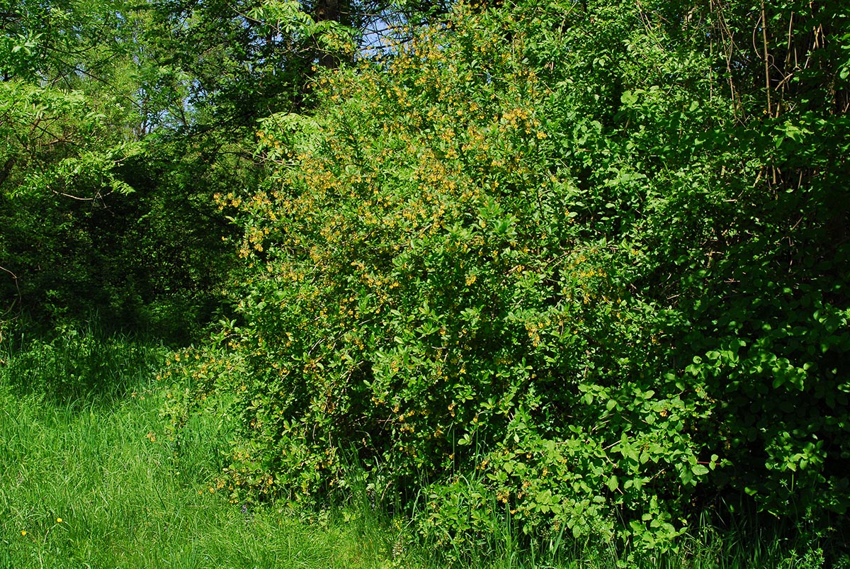 Berberis vulgaris