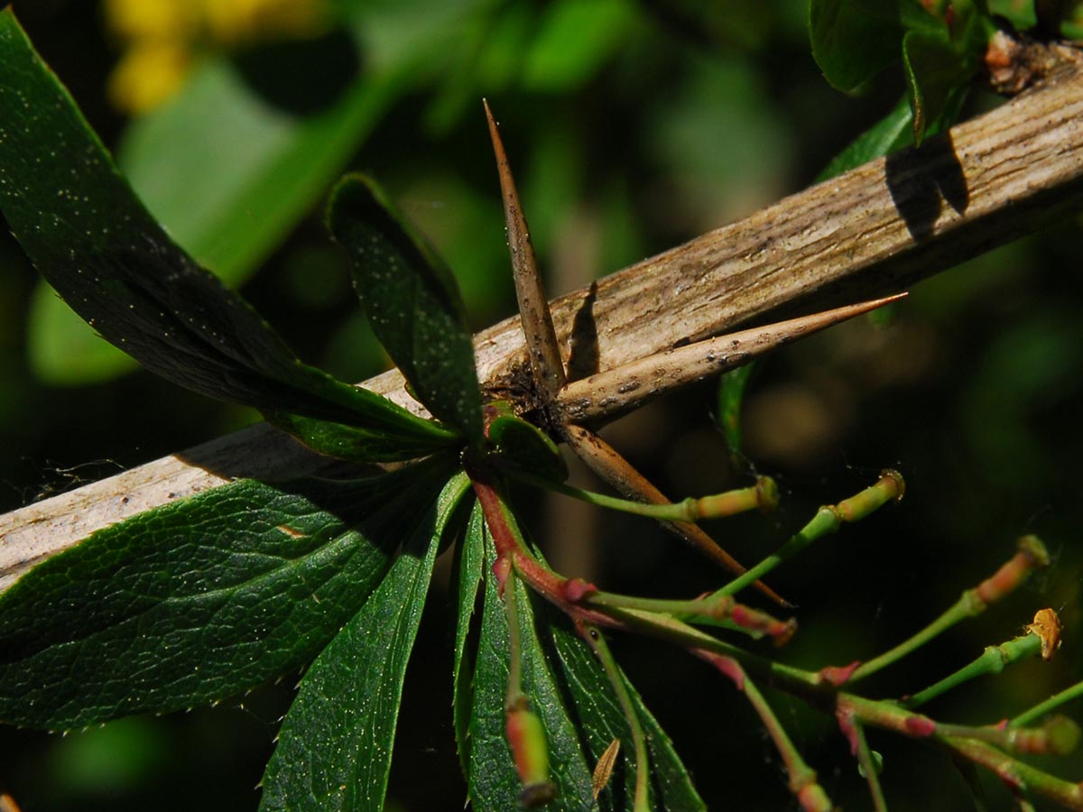 Berberis vulgaris