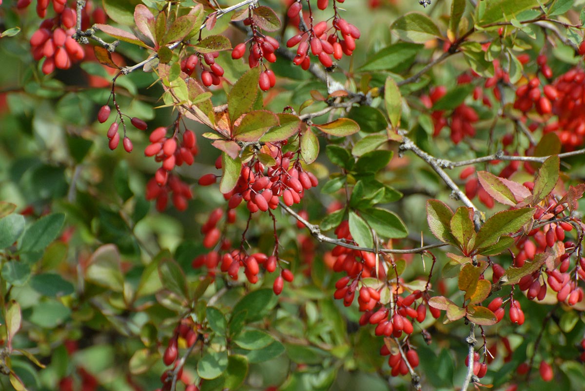 Berberis vulgaris