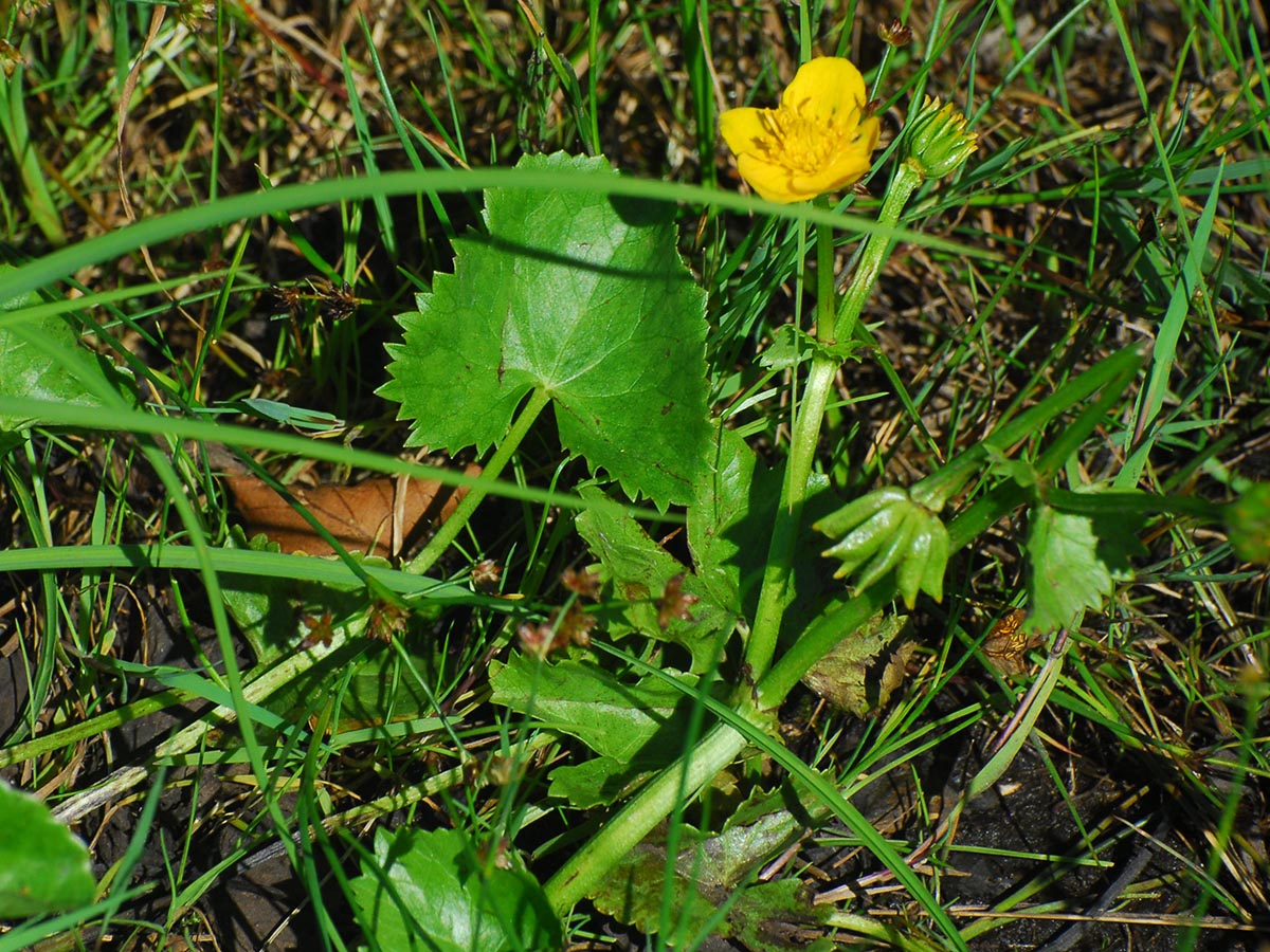 Caltha palustris