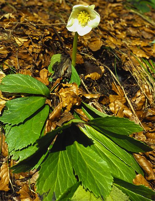 Helleborus niger