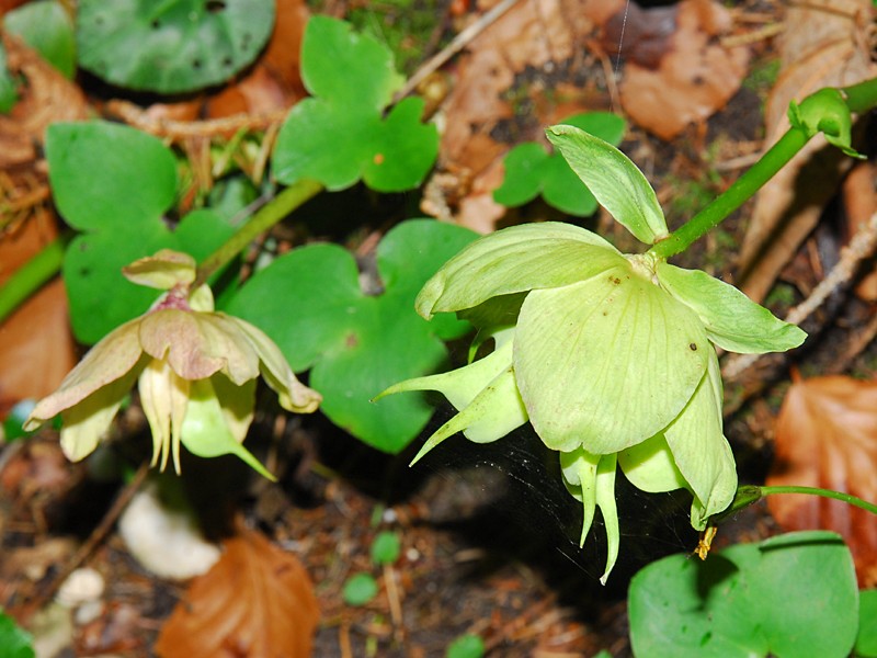 Helleborus niger