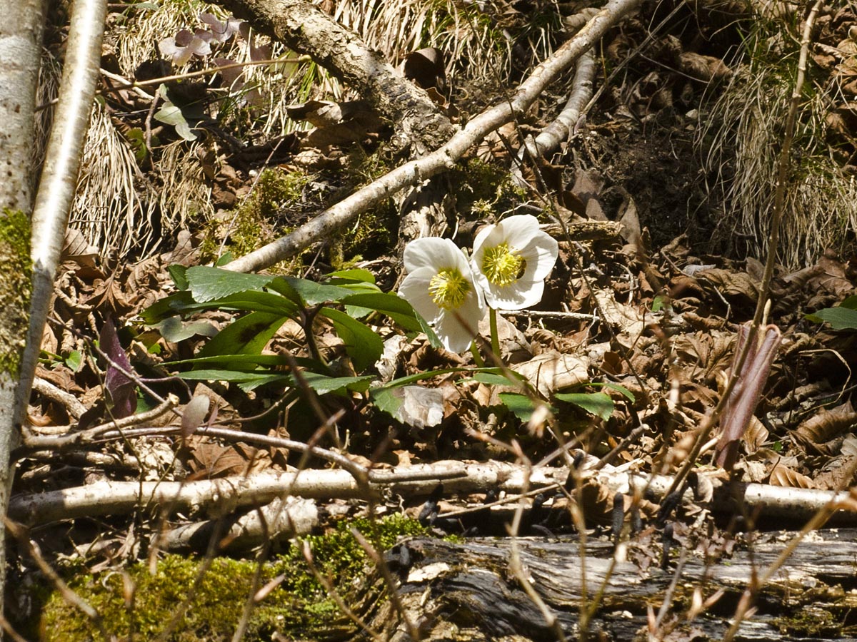 Helleborus niger