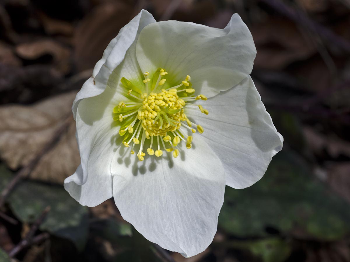 Helleborus niger