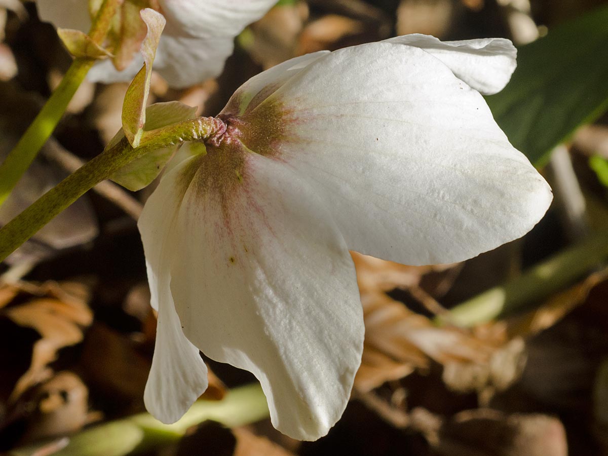 Helleborus niger