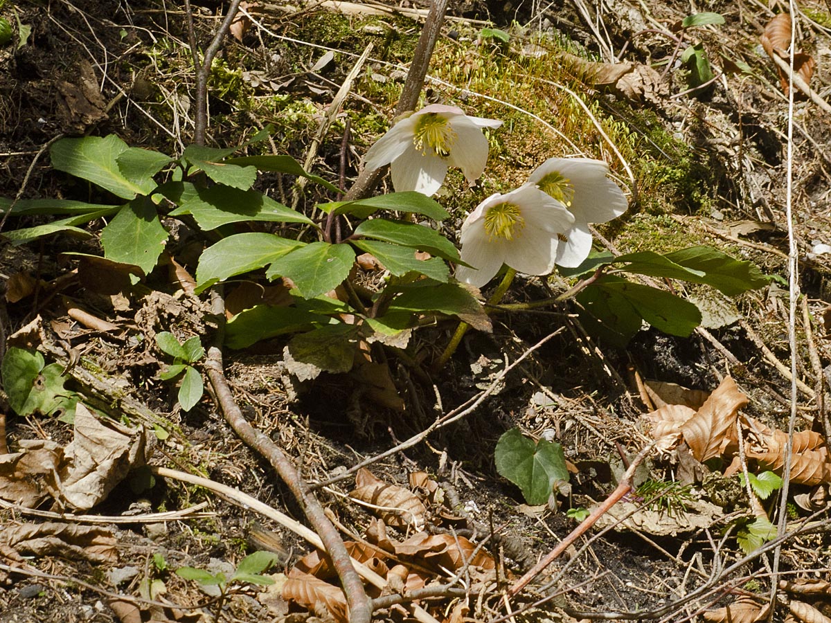 Helleborus niger