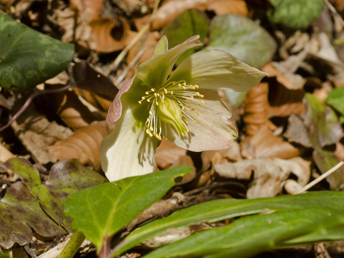 Helleborus niger